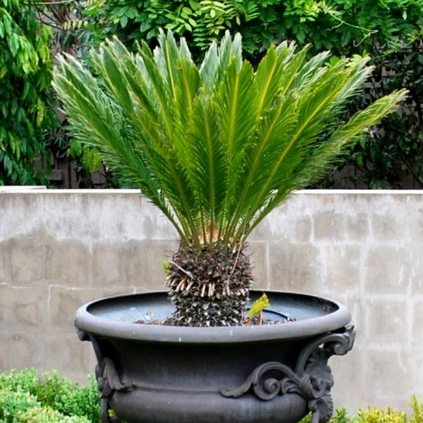 Cycas revoluta