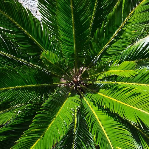 Cycas revoluta