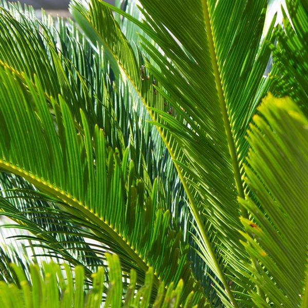 Cycas revoluta