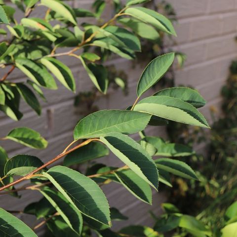 Amelanchier canadensis