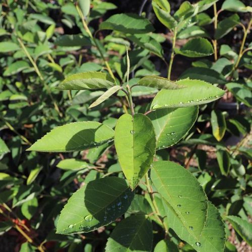 Amelanchier canadensis