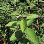 Amelanchier canadensis