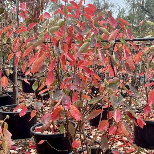 Amelanchier canadensis