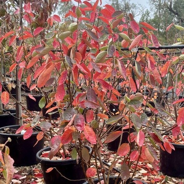 Amelanchier canadensis