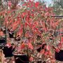 Amelanchier canadensis