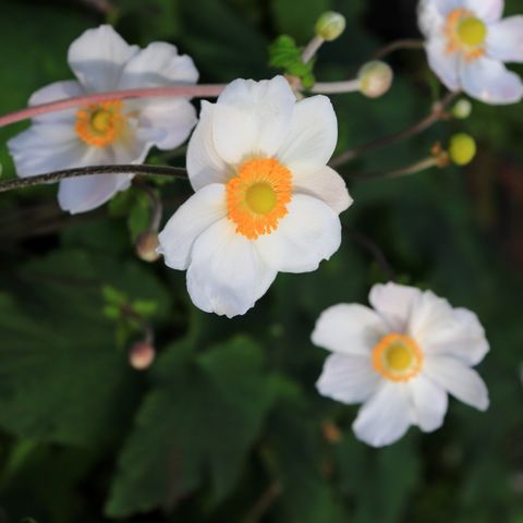 Anemone hupehensis japonica 'Elite Pure White'