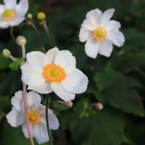 Anemone hupehensis japonica 'Elite Pure White'