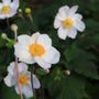 Anemone hupehensis japonica 'Elite Pure White'