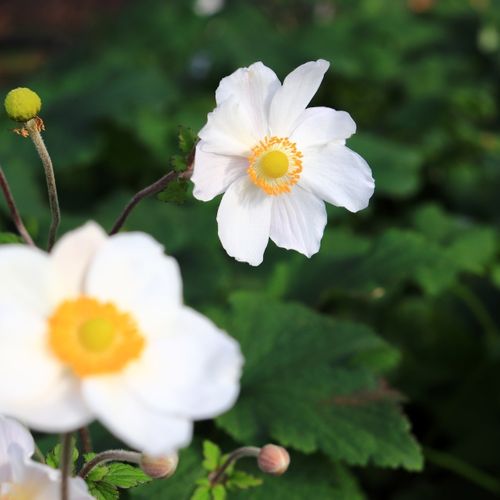 Anemone hupehensis japonica 'Elite Pure White'