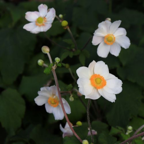 Anemone hupehensis japonica 'Elite Pure White'