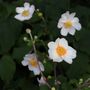 Anemone hupehensis japonica 'Elite Pure White'