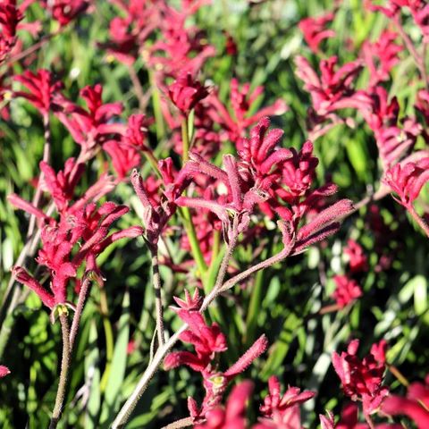 Anigozanthos 'Bush Elegance' pbr