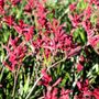 Anigozanthos 'Bush Elegance' pbr