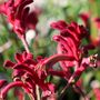 Anigozanthos 'Bush Elegance' pbr