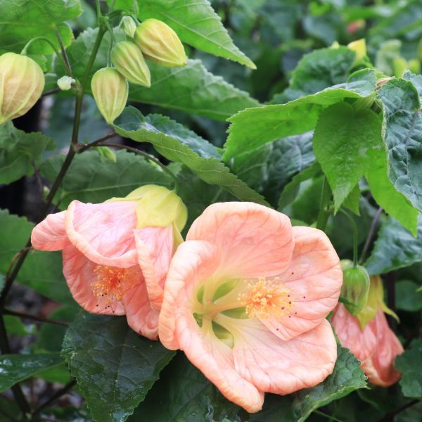 Abutilon hybrida 'Lucky Lantern Pink' pbr