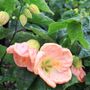 Abutilon hybrida 'Lucky Lantern Pink' pbr