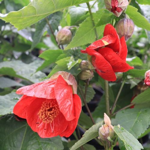 Abutilon hybrida 'Lucky Lantern Red' pbr
