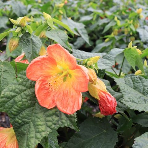 Abutilon hybrida 'Lucky Lantern Tangerine' pbr
