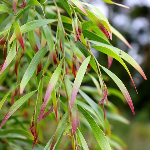 Acacia cognata 'Copper Tips'