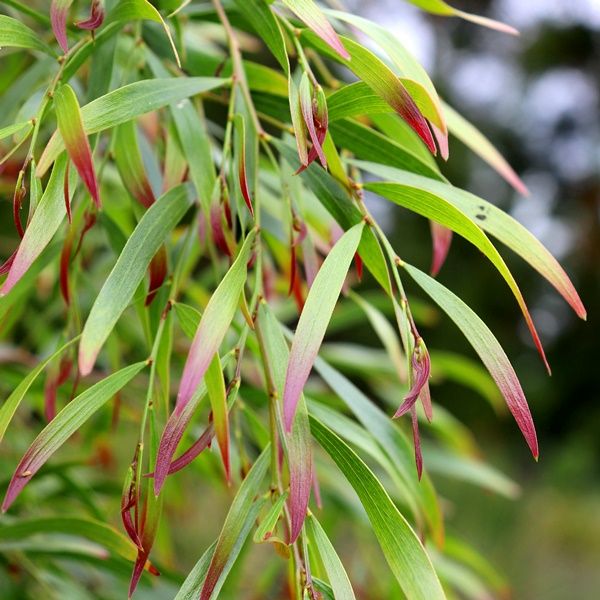 Acacia cognata 'Copper Tips'