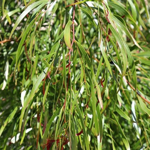 Acacia cognata 'Copper Tips'