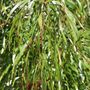 Acacia cognata 'Copper Tips'