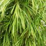 Acacia cognata 'Greenscreen' pbr