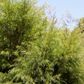 Acacia cognata 'Greenscreen' pbr