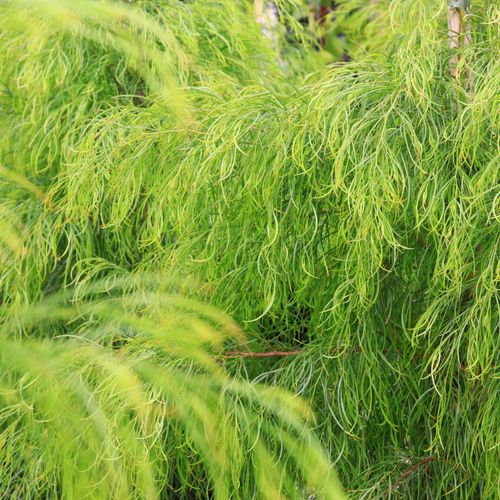 Acacia cognata 'Green Spire' pbr