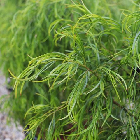 Acacia cognata 'Green Spire' pbr