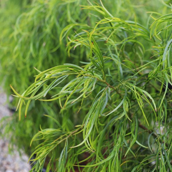Acacia cognata 'Green Spire' pbr
