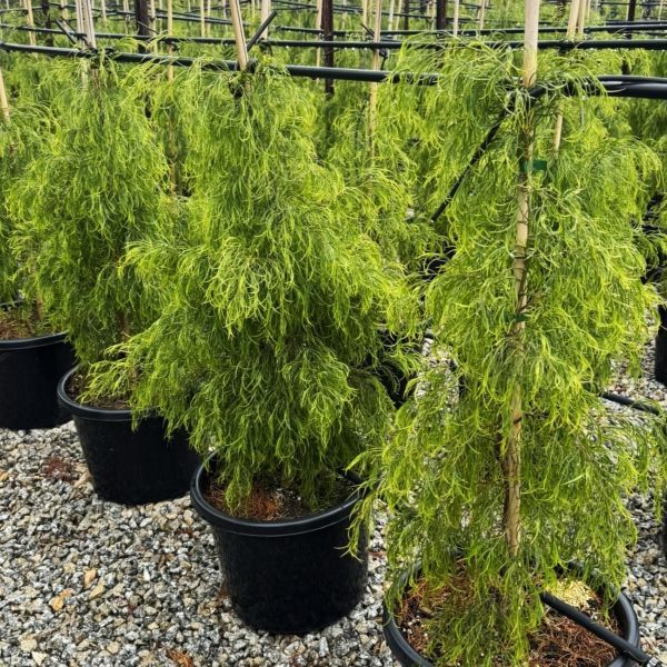 Acacia cognata 'Green Spire' pbr