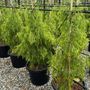 Acacia cognata 'Green Spire' pbr