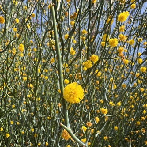 Acacia aphylla