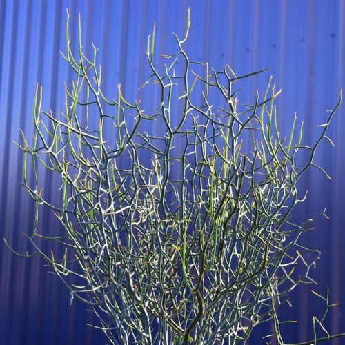 Acacia aphylla