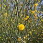 Acacia aphylla
