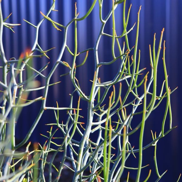 Acacia aphylla