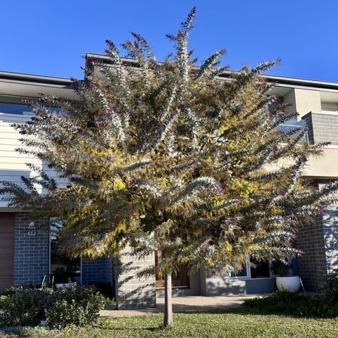 Acacia baileyana Purpurea
