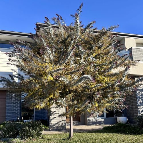 Acacia baileyana Purpurea
