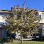 Acacia baileyana Purpurea