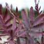 Acacia baileyana Purpurea