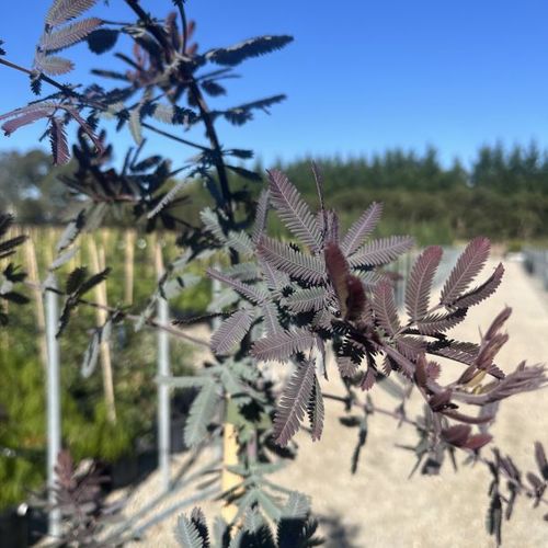 Acacia baileyana Purpurea