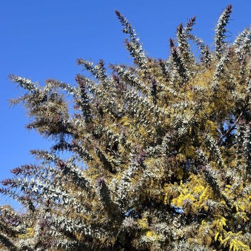 Acacia baileyana Purpurea