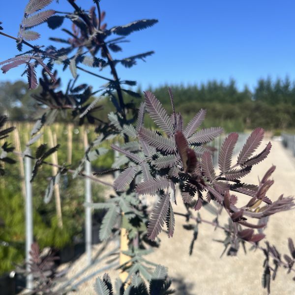 Acacia baileyana Purpurea