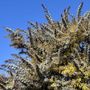 Acacia baileyana Purpurea