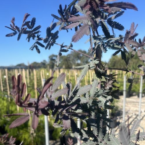 Acacia baileyana Purpurea