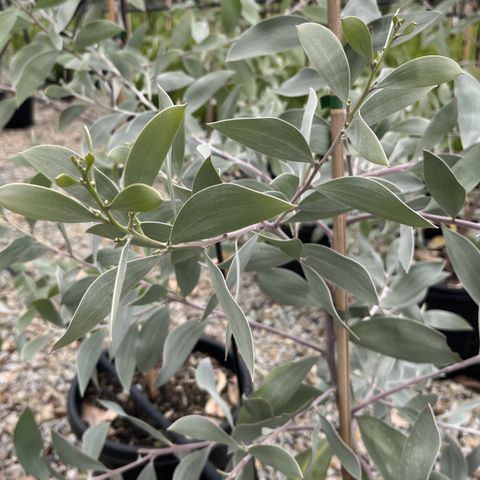 Acacia binervia 'Sterling Silver' pbr