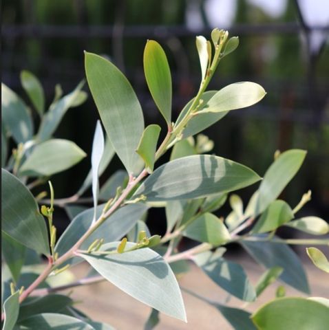 Acacia binervia 'Sterling Silver' pbr