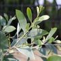 Acacia binervia 'Sterling Silver' pbr