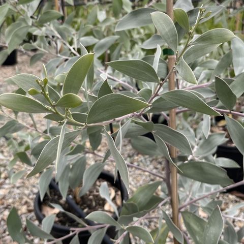 Acacia binervia 'Sterling Silver' pbr